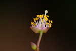 Quill flameflower
